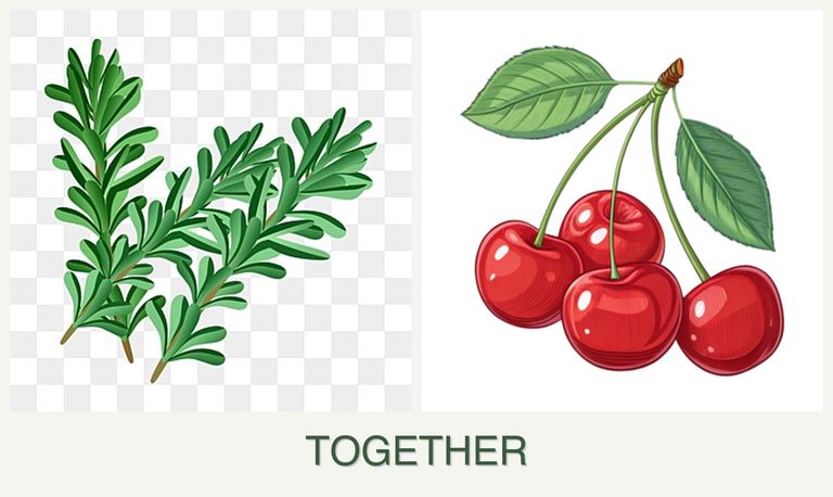 Can you plant rosemary and cherries together?