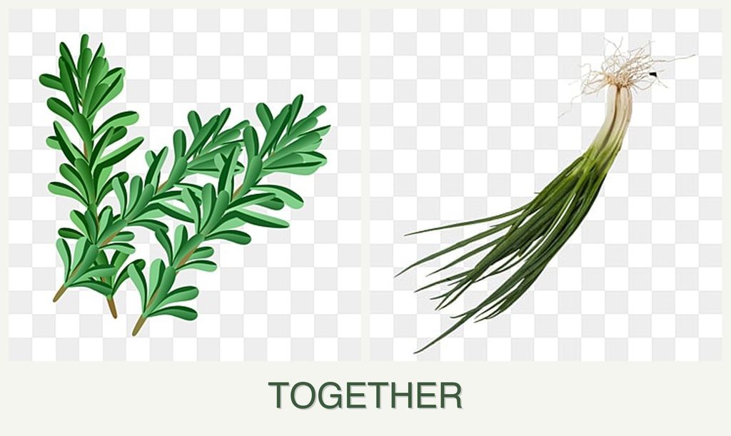 Can you plant rosemary and chives together?