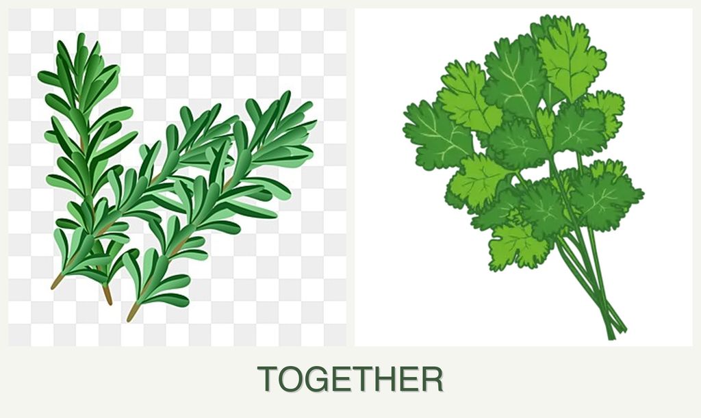 Can you plant rosemary and cilantro together?