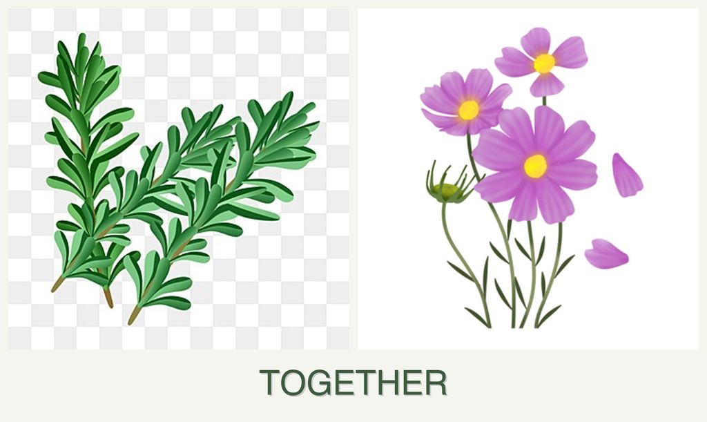 Can you plant rosemary and cosmos together?