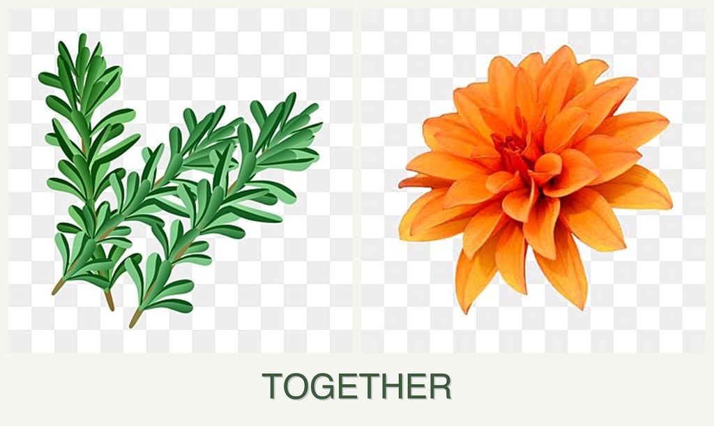 Can you plant rosemary and dahlias together?