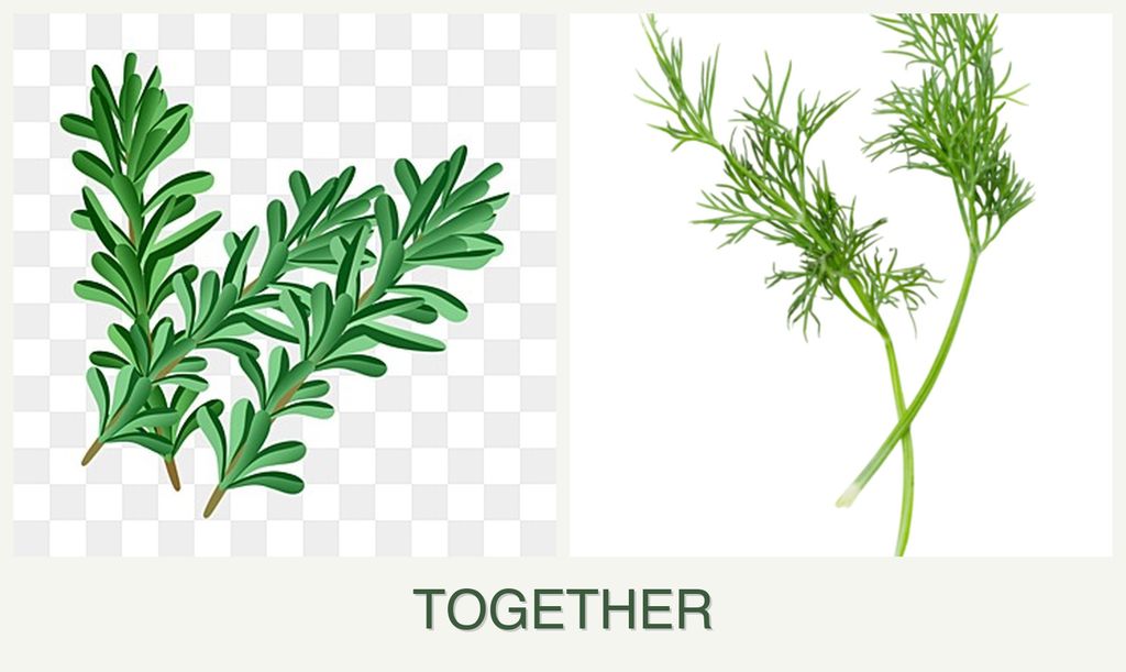 Can you plant rosemary and dill together?