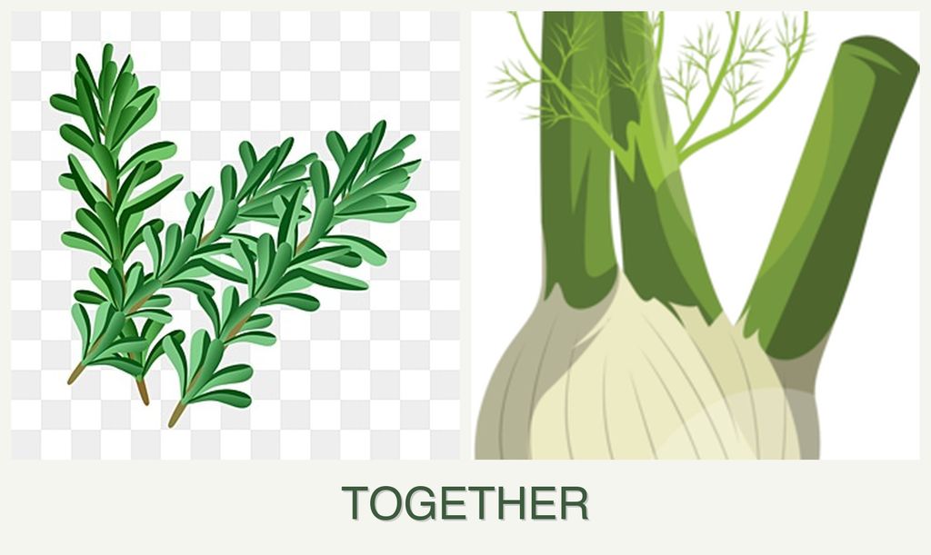 Can you plant rosemary and fennel together?