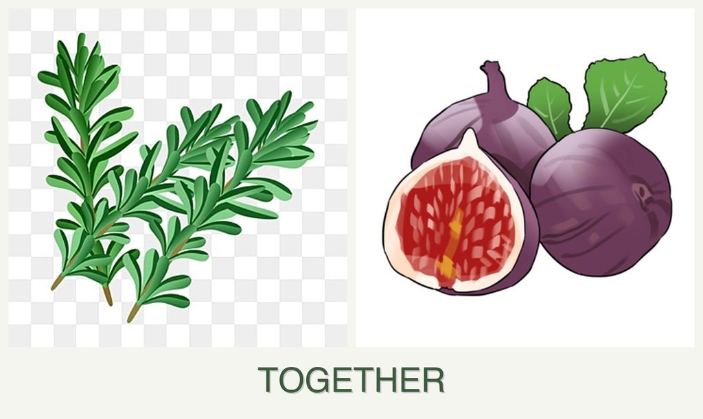 Can you plant rosemary and figs together?