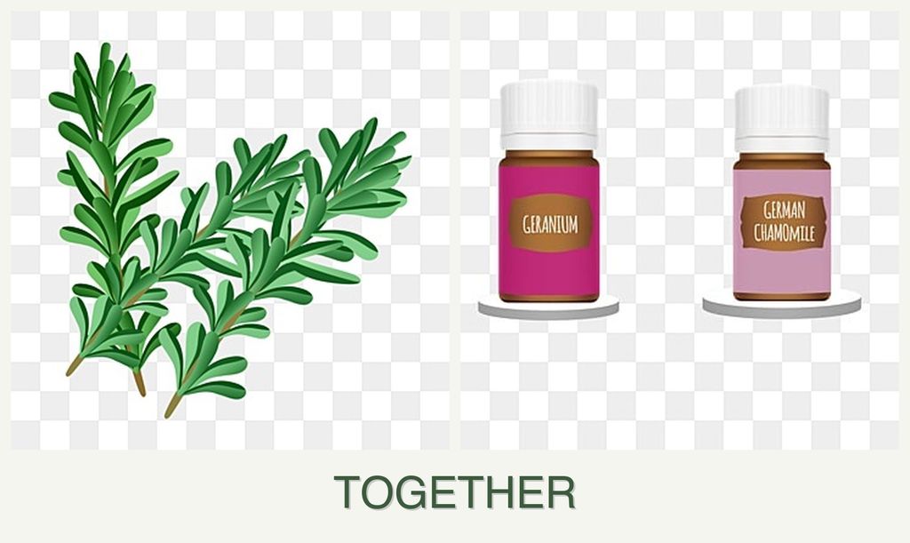 Can you plant rosemary and geraniums together?