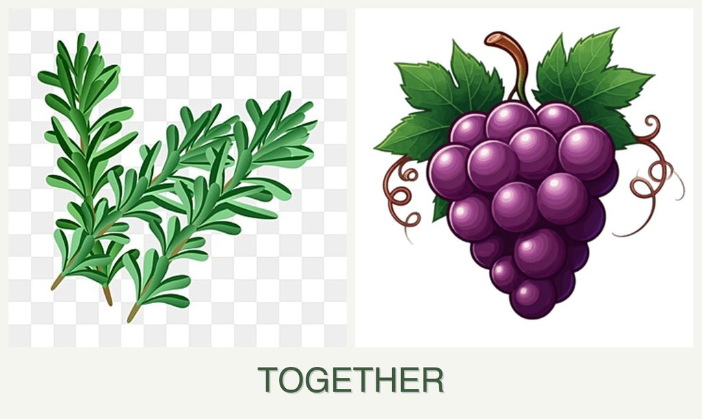 Can you plant rosemary and grapes together?