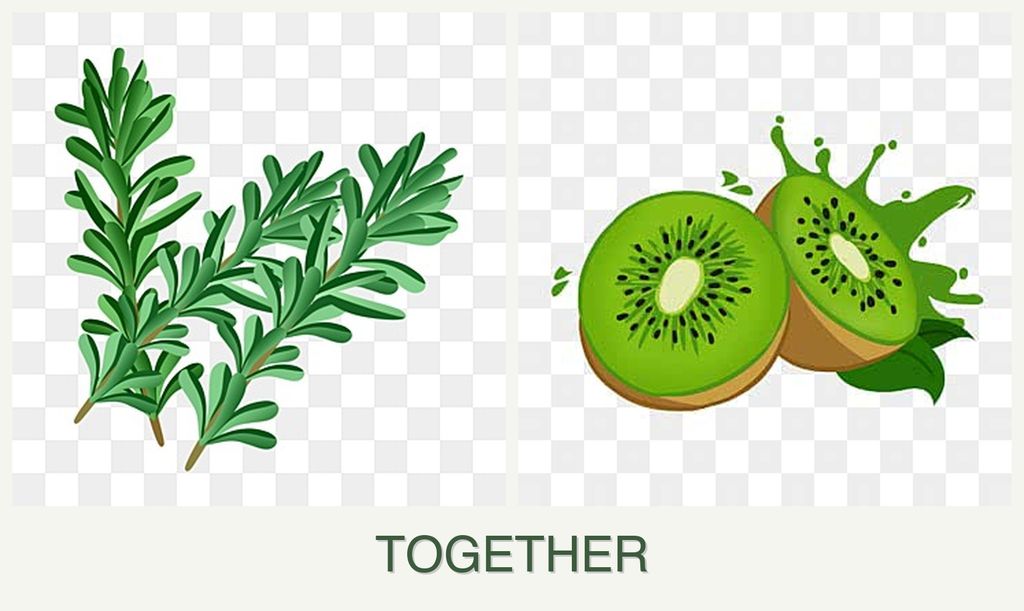 Can you plant rosemary and kiwi together?