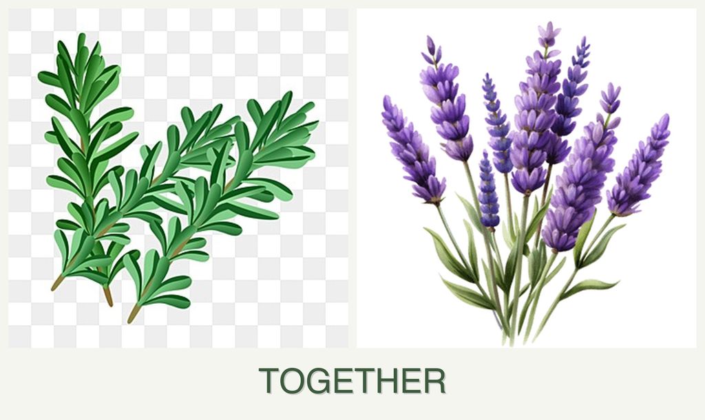 Can you plant rosemary and lavender together?