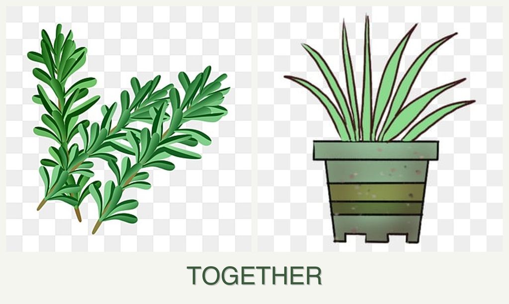 Can you plant rosemary and lemongrass together?
