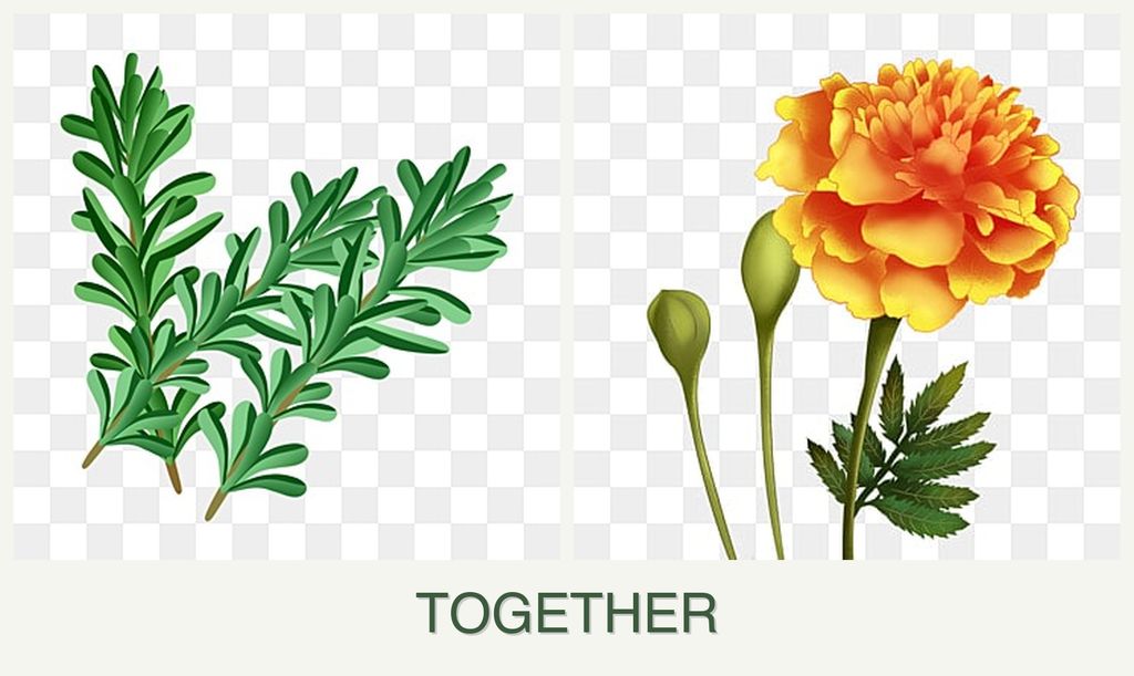 Can you plant rosemary and marigolds together?