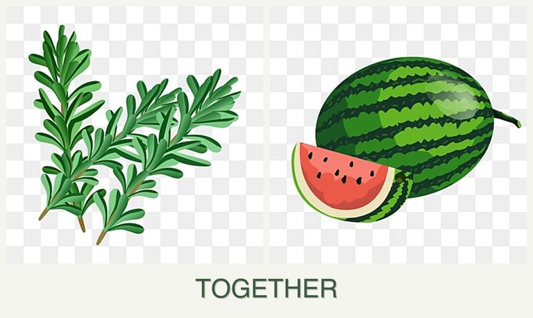 Can you plant rosemary and melons together?