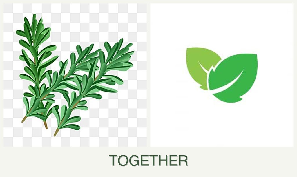 Can you plant rosemary and mint together?