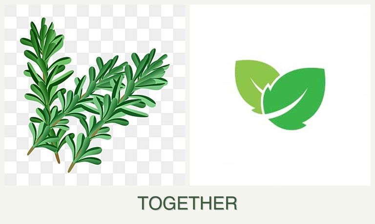 Can you plant rosemary and mint together?
