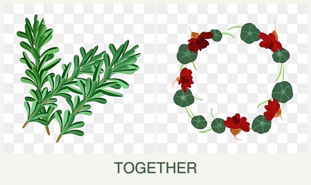 Can you plant rosemary and nasturtiums together?