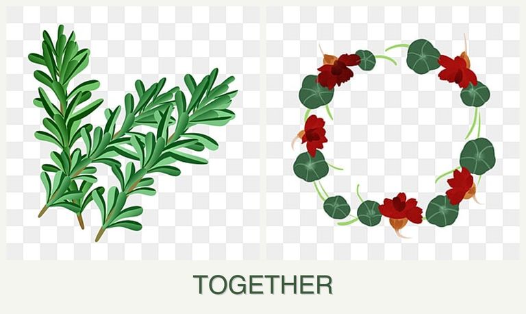 Can you plant rosemary and nasturtiums together?