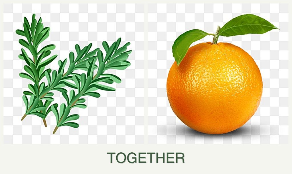 Can you plant rosemary and oranges together?