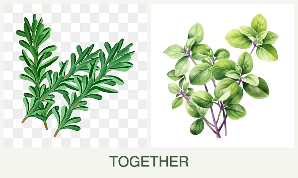 Can you plant rosemary and oregano together?