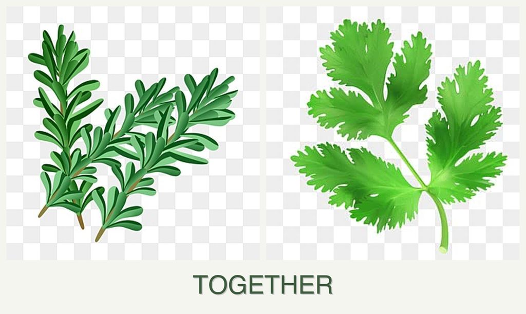 Can you plant rosemary and parsley together?