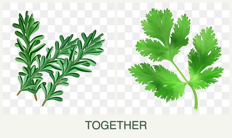 Can you plant rosemary and parsley together?