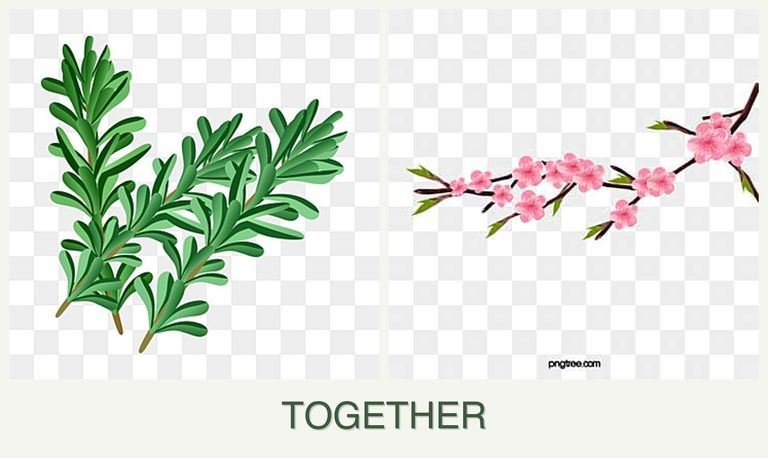 Can you plant rosemary and peaches together?