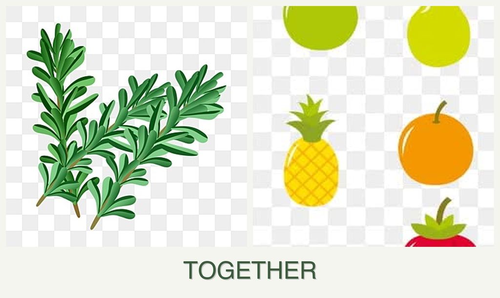 Can you plant rosemary and pears together?