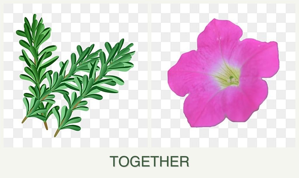 Can you plant rosemary and petunias together?