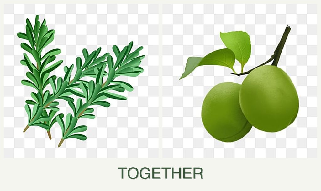 Can you plant rosemary and plums together?
