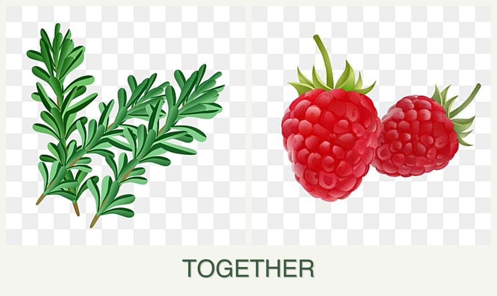 Can you plant rosemary and raspberries together?