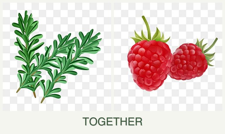 Can you plant rosemary and raspberries together?