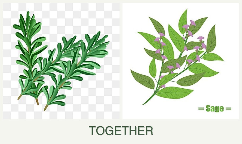Can you plant rosemary and sage together?