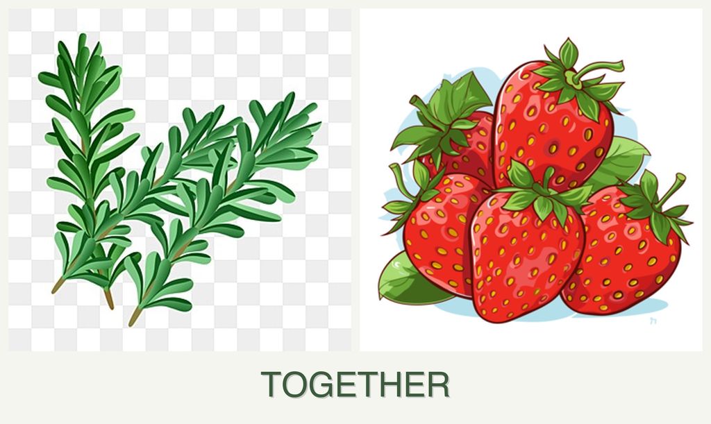 Can you plant rosemary and strawberries together?