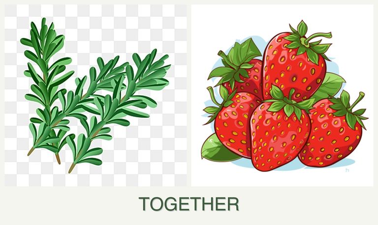 Can you plant rosemary and strawberries together?