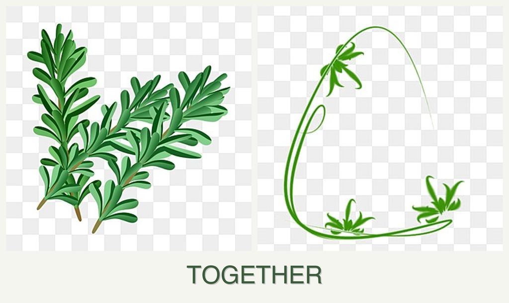 Can you plant rosemary and tarragon together?