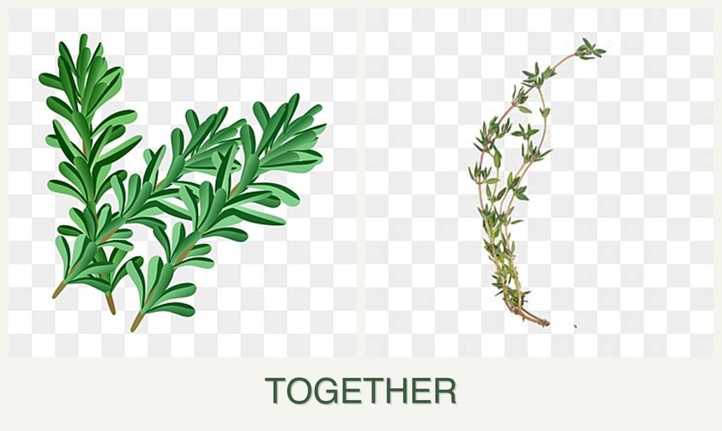 Can you plant rosemary and thyme together?