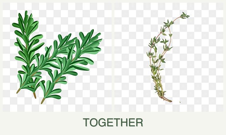 Can you plant rosemary and thyme together?