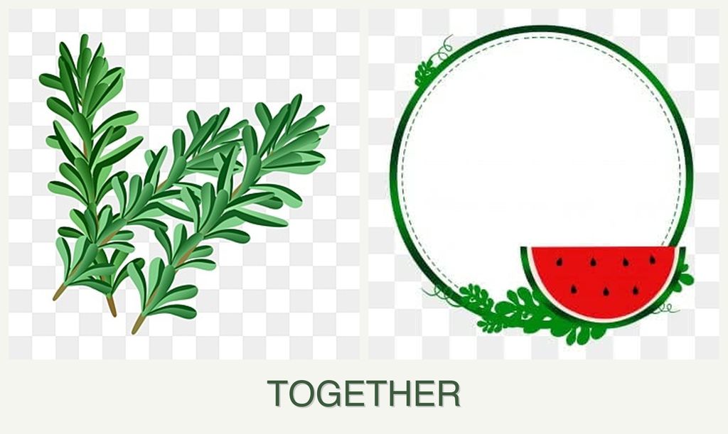 Can you plant rosemary and watermelons together?