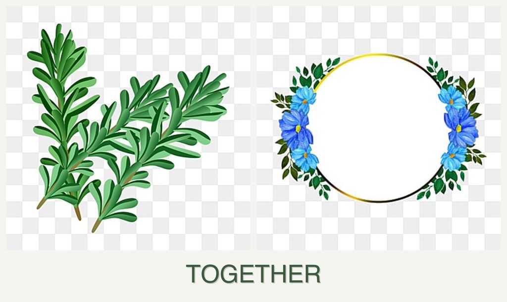 Can you plant rosemary and zinnias together?