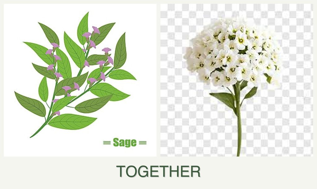 Can you plant sage and alyssum together?