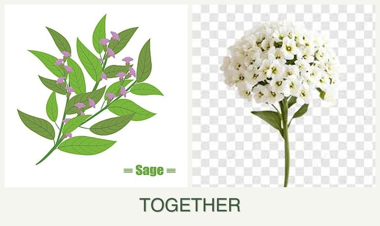 Can you plant sage and alyssum together?