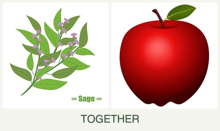 Can you plant sage and apples together?