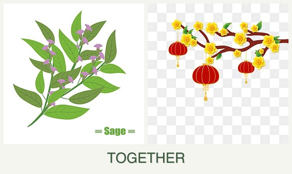 Can you plant sage and apricots together?