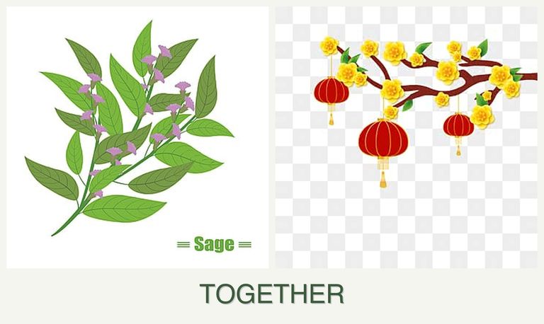 Can you plant sage and apricots together?