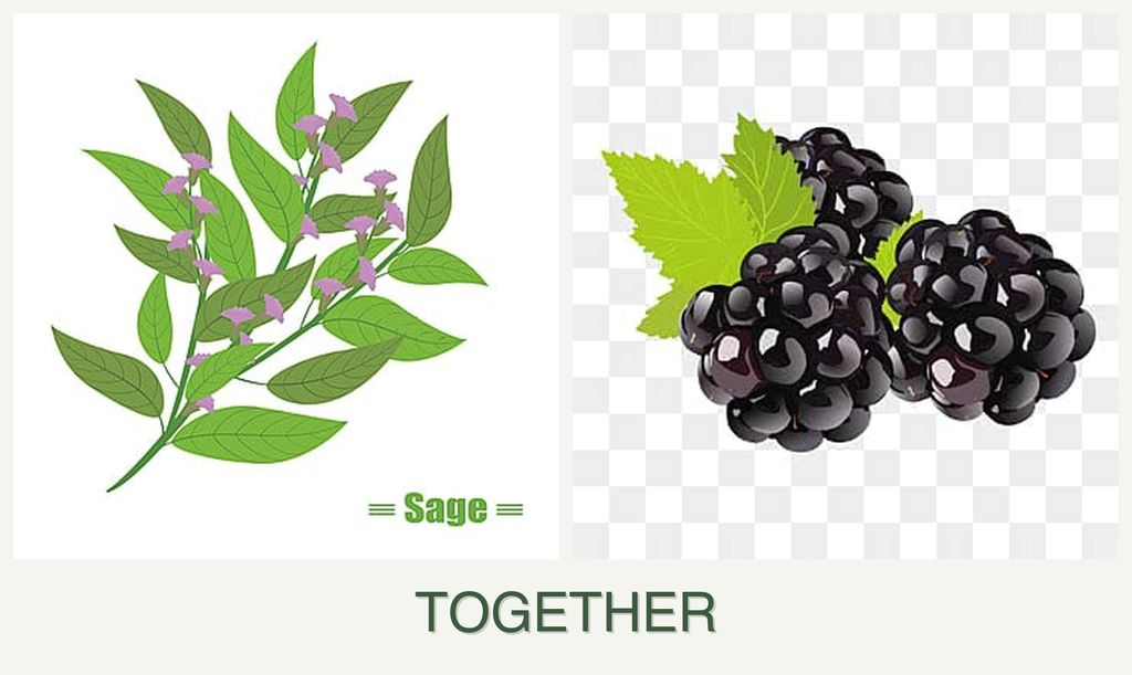 Can you plant sage and blackberries together?
