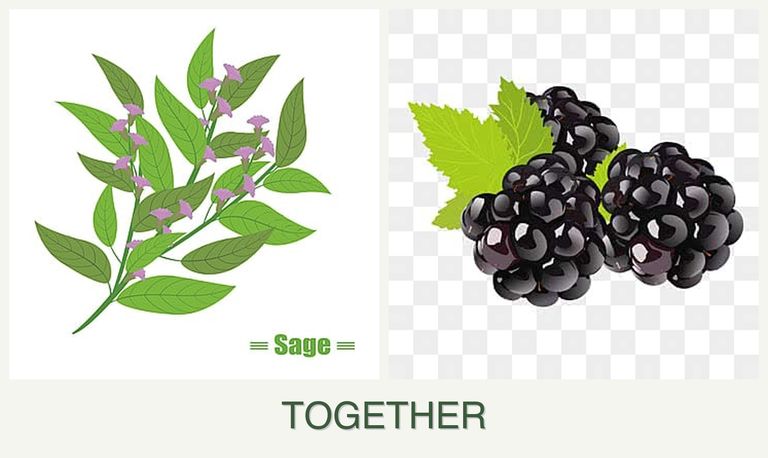 Can you plant sage and blackberries together?