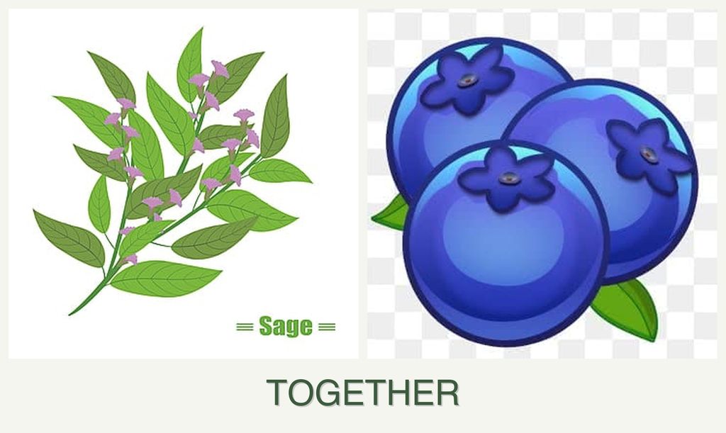 Can you plant sage and blueberries together?