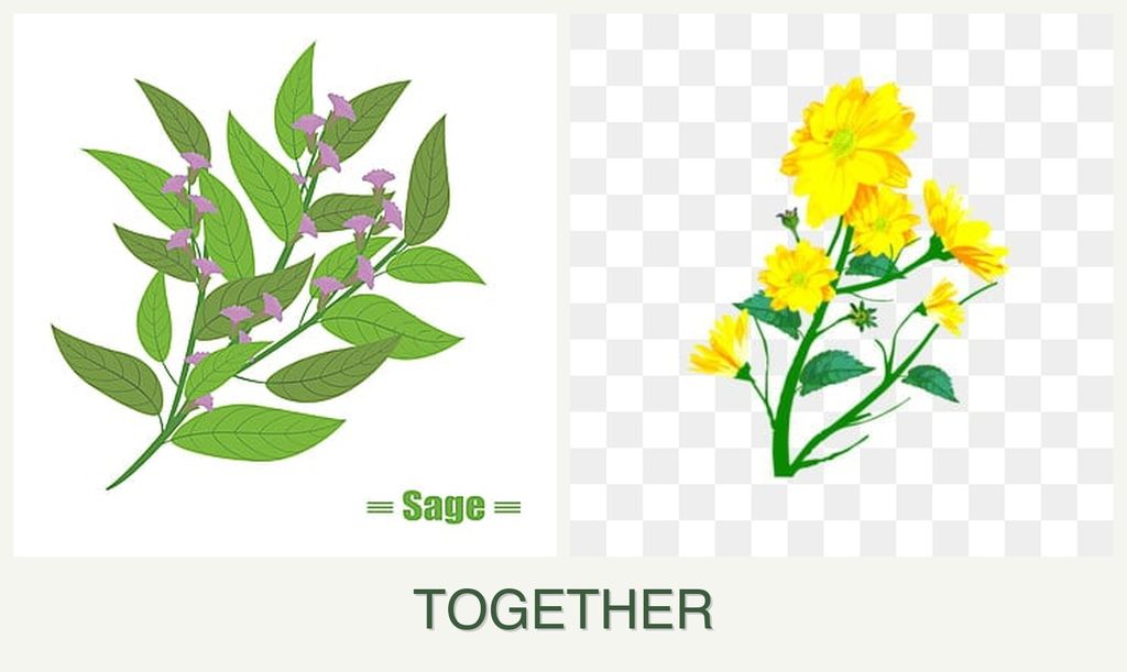 Can you plant sage and calendula together?