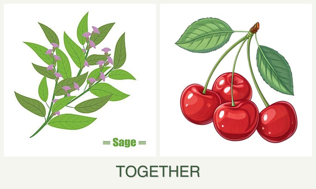 Can you plant sage and cherries together?