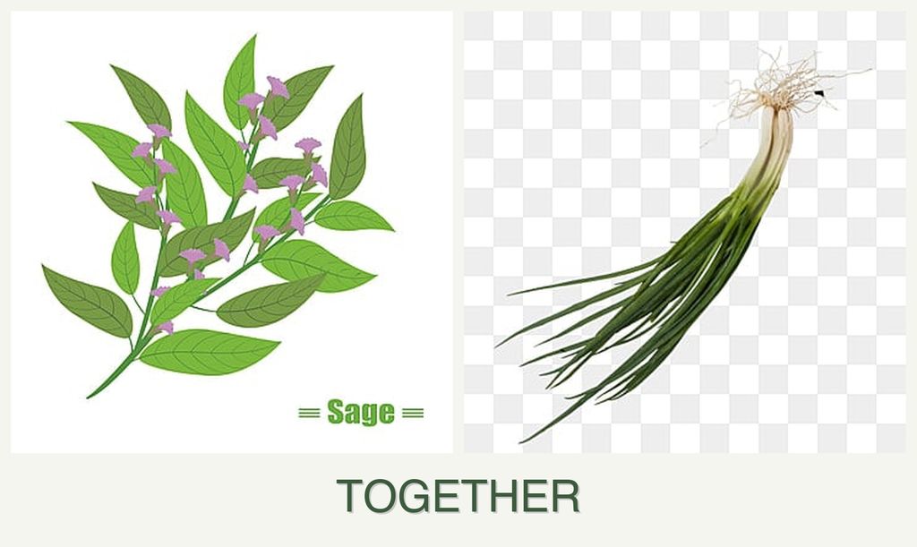 Can you plant sage and chives together?