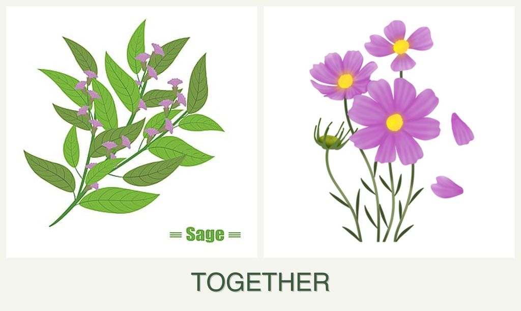 Can you plant sage and cosmos together?