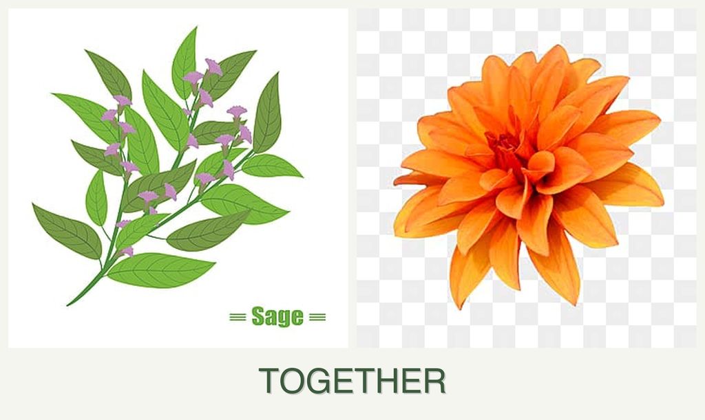 Can you plant sage and dahlias together?